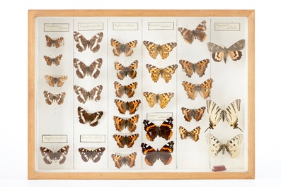 Een set van vier boxen met opgezette vlinders, 1e helft 20e eeuw