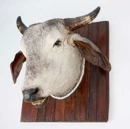Een kop van een Brahman koe, moderne taxidermie