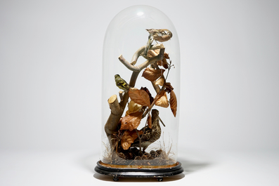 Birds on a branch, presented under glass dome, taxidermy, early 20th C.
