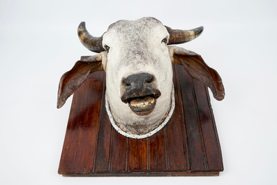 A head of a Brahman cow, modern taxidermy