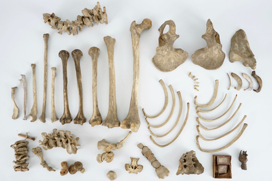 A collection of human bones from a doctor's office, 19th C.