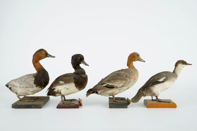 A collection of 15 birds, taxidermy, 19/20th C.