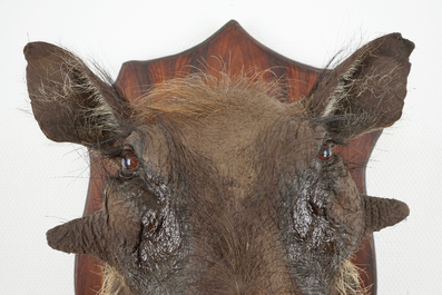 An African warthog's head and hunting trophy, modern taxidermy