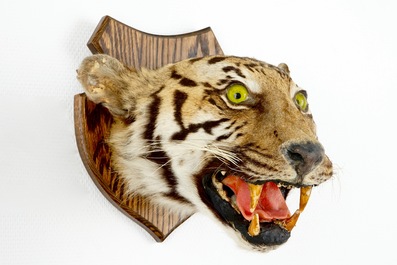 Een kop van een tijger op hout gemonteerd, taxidermie, 1e helft 20e eeuw