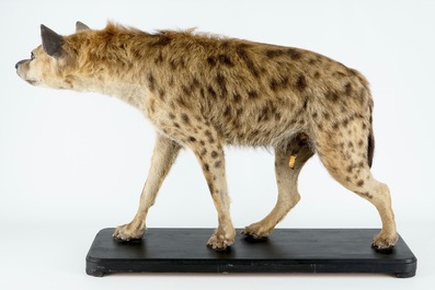 A hyena, presented standing, modern taxidermy