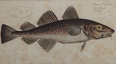 Twee handingekleurde gravures van vissen uit &quot;Ichtyologie&quot; van Bloch, ca. 1785
