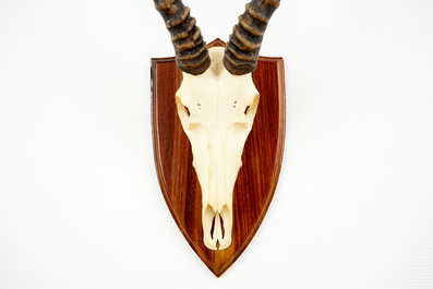 Drie schedels met horens van een blesbok, een impala en een rietbok, op hout gemonteerd