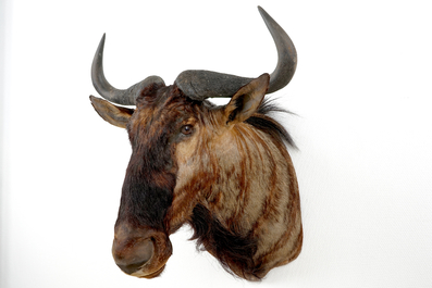 A bust of a wildebeest, modern taxidermy