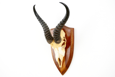 Three horned skulls of a blesbok, impala and reedbuck, mounted on wood
