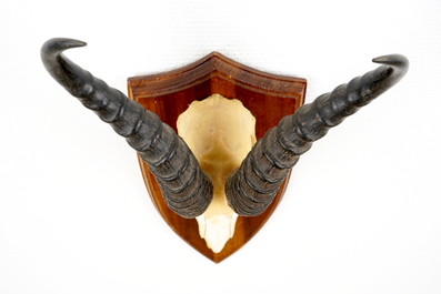 Three horned skulls of a blesbok, impala and reedbuck, mounted on wood