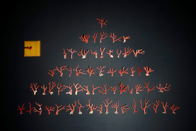A collection of red coral branches, originating from Italy