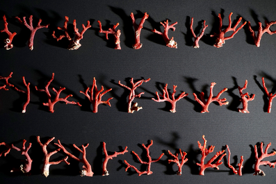 A collection of red coral branches, originating from Italy