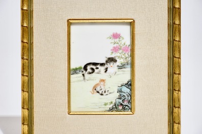 A small framed Chinese famille rose plaque depicting playing cats, 19/20th C.