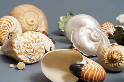 A collection of large sea shells and a white coral