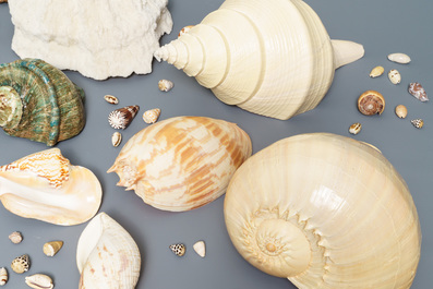 A collection of large sea shells and a white coral