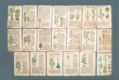 83 deels met de hand ingekleurde pagina's uit kruidenboeken, 16/17e eeuw