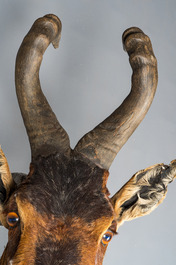 An imposing hunting trophy of a hartebeest, 20th C.