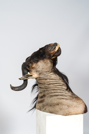 Een imposante jachttrofee van een wildebeest of gnoe, 20e eeuw