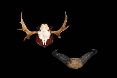 Twee jachttrofee&euml;n van een eland en een gnoe, 20e eeuw