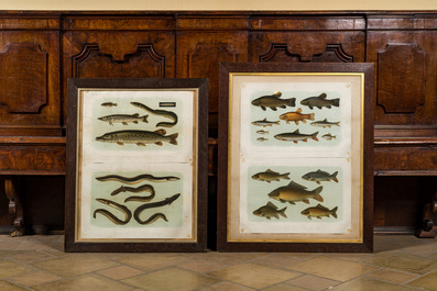 Une collection de lithographies en couleurs encadr&eacute;es &agrave; d&eacute;cor de poissons, Werner u. Winter, Francfort, 20&egrave;me