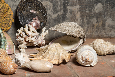 Een fraaie collectie schelpen en zeevondsten, diverse herkomst