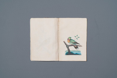 Album with 12 Indian bird paintings, 19th C.