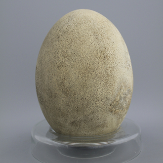 A rare intact egg of an elephant bird, Aepyornis Maximus, Madagascar, pre-17th C.