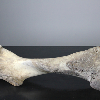 Complete humerus bone fossil of a mammoth, Pleistocene period