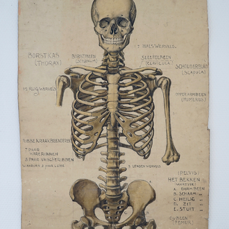 Twee anatomische tekeningen van het menselijk skelet, ca. 1939