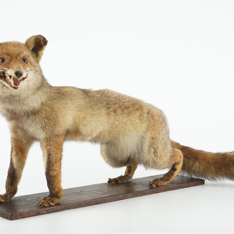 Een inlandse vos op houten sokkel, taxidermie, ca. 1930