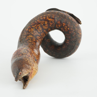 A moray eel, taxidermy, early 20th C.