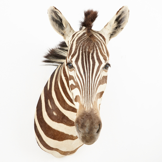 A modern taxidermy bust of a zebra
