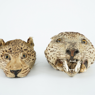 Two antique taxidermy panther's heads, 19th C.