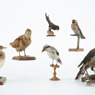 Zes kleine opgezette Europese vogels, taxidermie 19e/20e eeuw