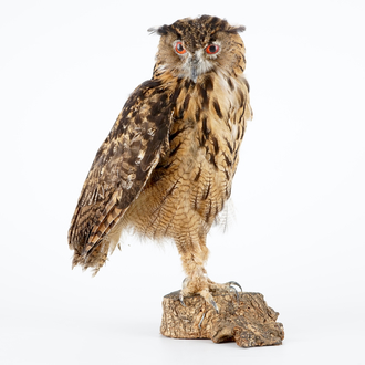 An eagle-owl, modern taxidermy