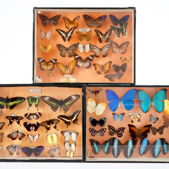 A set of three boxes with taxidermy butterflies, 1st half 20th C.