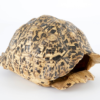 A shield of a Leopard tortoise, Central-Africa