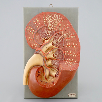 An anatomical model of a human kidney, mid 20th C;