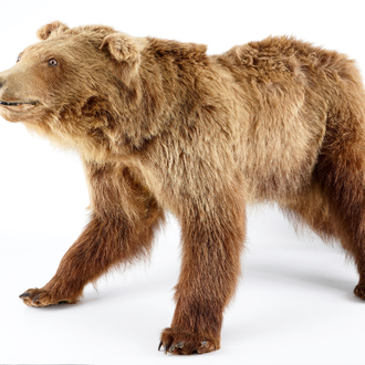 A brown bear, presented standing, taxidermy