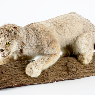 Un lynx du Canada sur un tronc d'arbre, taxidermie du fin du 20ème