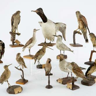 A collection of 14 birds, taxidermy, 19/20th C.