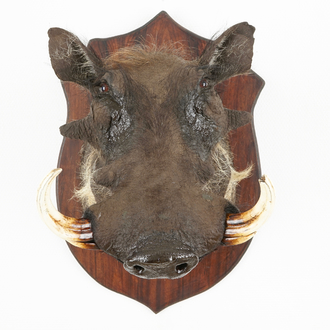 An African warthog's head and hunting trophy, modern taxidermy