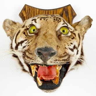 A tiger's head mounted on wood, taxidermy, 1st half 20th C.
