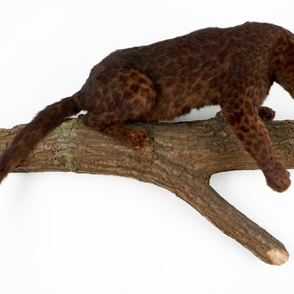 Een bruin gevlekte jaguar op een boomstronk, taxidermie, jaren '80
