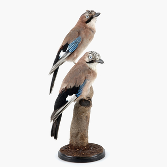 Twee Vlaamse gaaien op een stronkje, moderne taxidermie