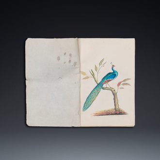 Album with 12 Indian bird paintings, 19th C.