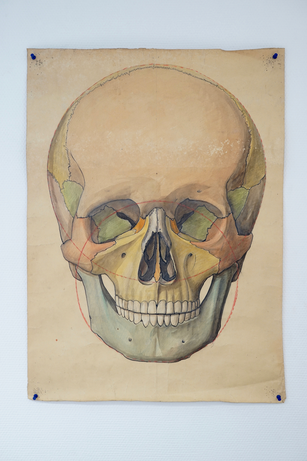 Drie grote anatomische tekeningen van schedels, 19/20e eeuw