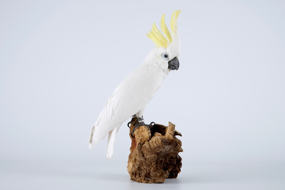 A sulphur-crested cockatoo, modern taxidermy