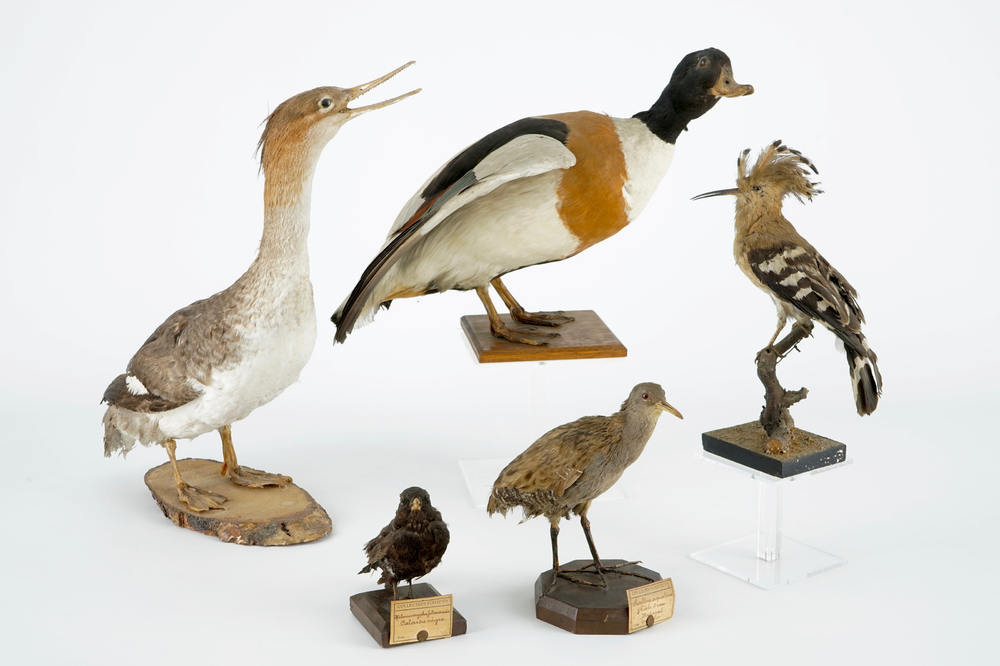 Een lot van 5 vogels, taxidermie, 19/20e eeuw