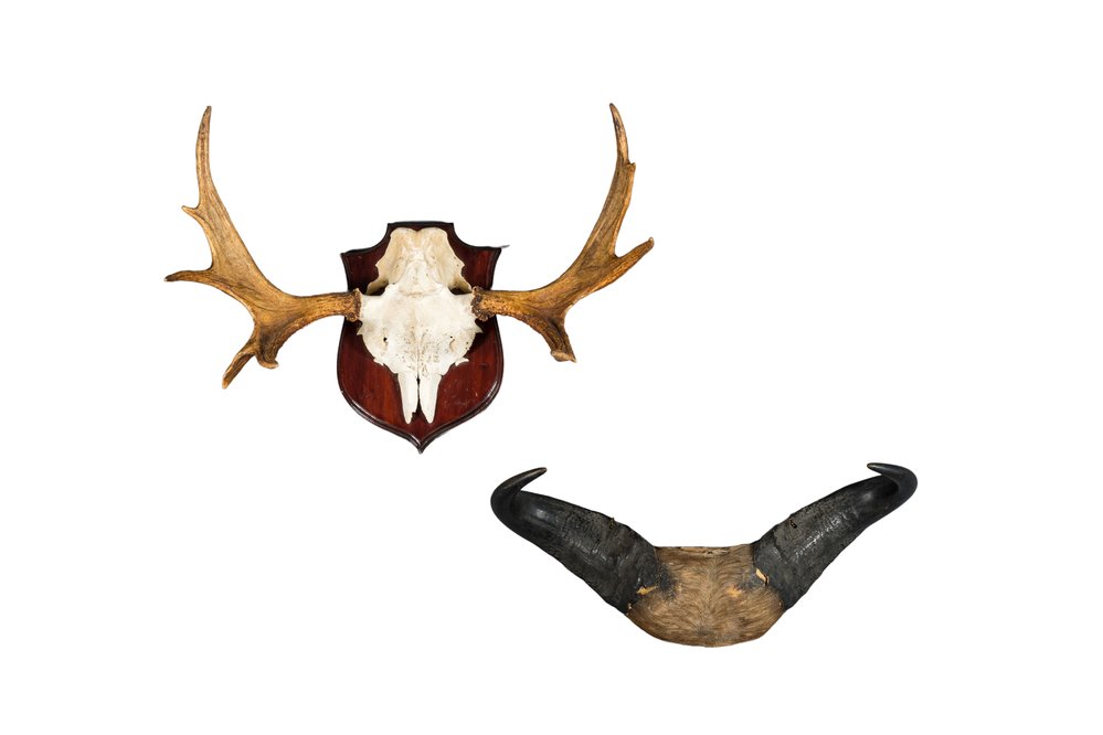 Twee jachttrofee&euml;n van een eland en een gnoe, 20e eeuw